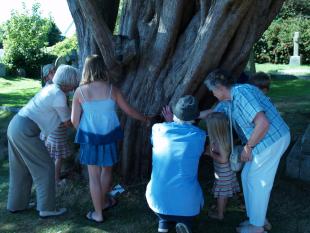Measuring the Yew Tree with Drina 6-r