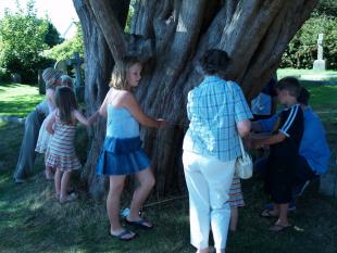 Measuring the Yew Tree with Drina 7-r