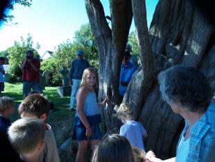 Measuring the Yew tree with Drina 2-r