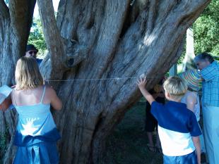 Measuring the Yew tree with Drina 4-r