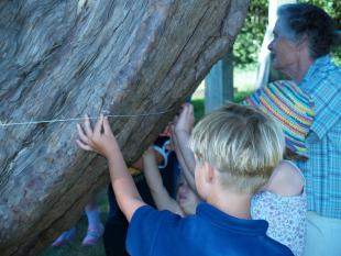 Measuring the Yew tree with Drina 5-r